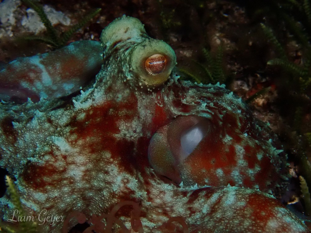 carribeanReefOctopus