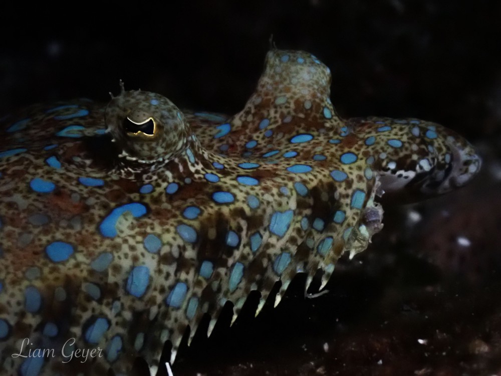 peacockFlounder