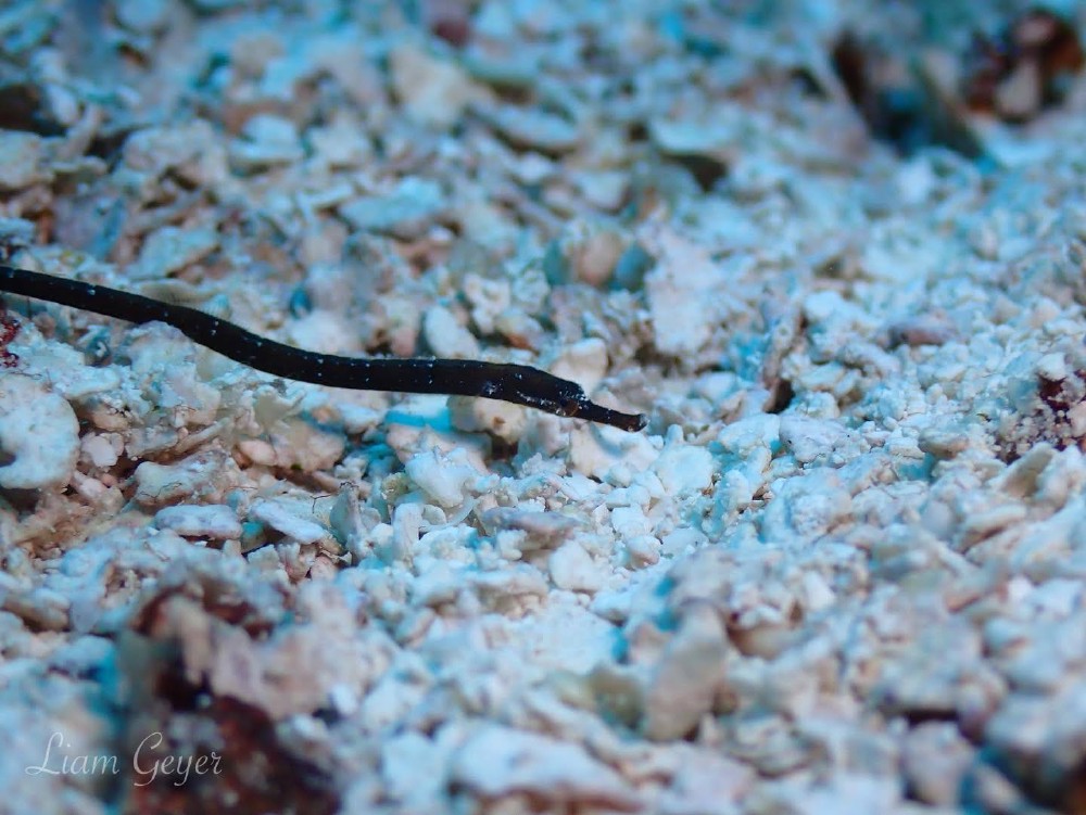 pipefish