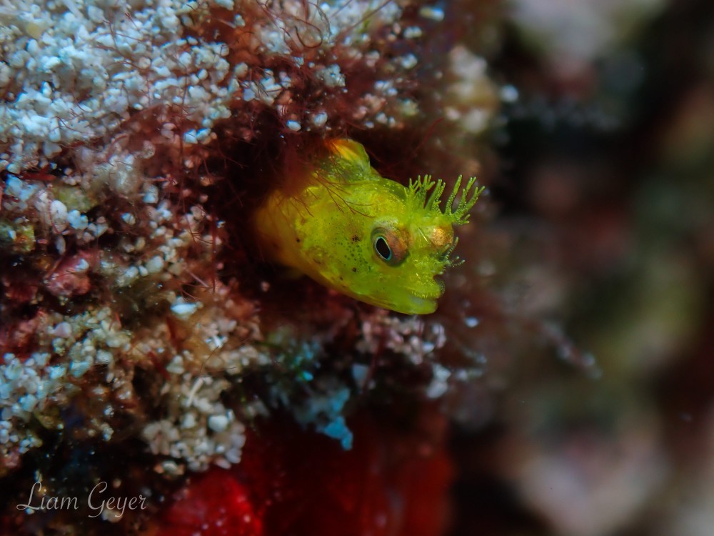 roughHeadBlenny