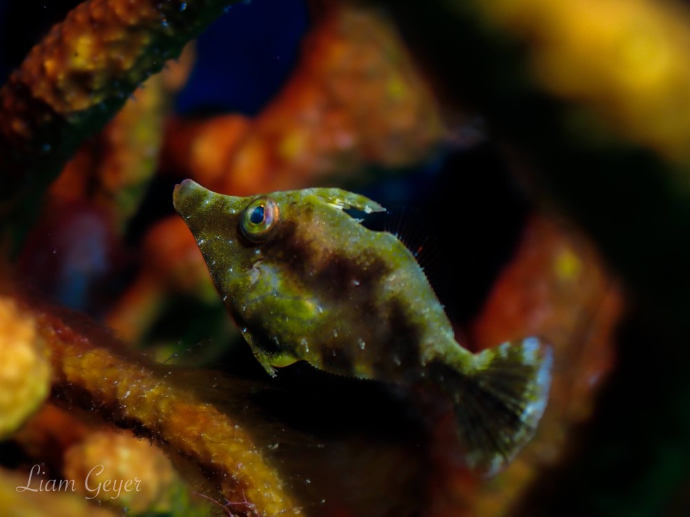 slenderFilefish
